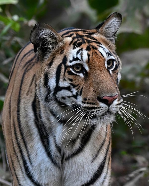 kanha-bandhavgarh-kaziranga-tour